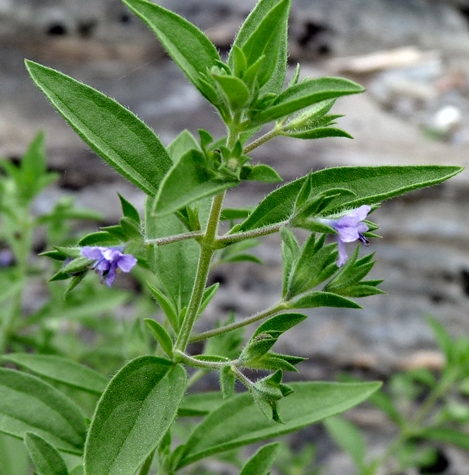 {Isanthus brachiatus}